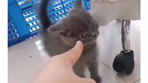 Cat Angry on point finger 😂 Funny video 🤣🤣