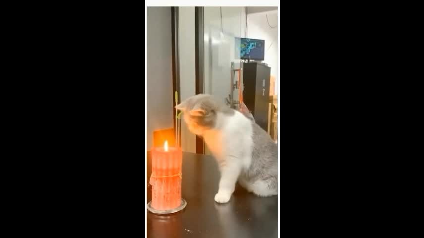 Happy moment Cute and interesting cats and dogs 08