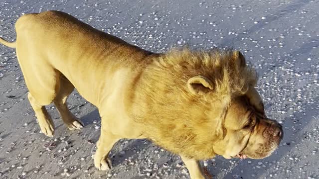 GIANT "Baby Lion" spotted on the beach today!!! 🦁