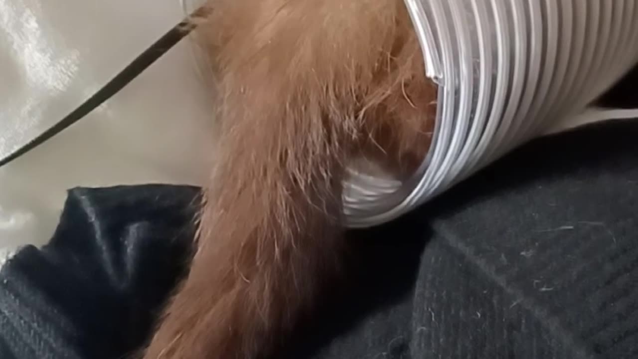 Ferret tail wagging fun!!