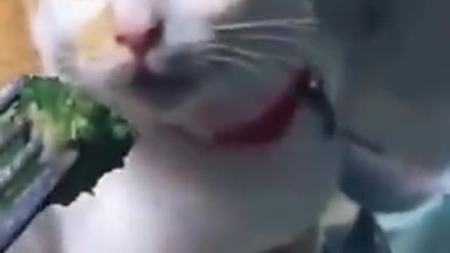 Cat funny reaction