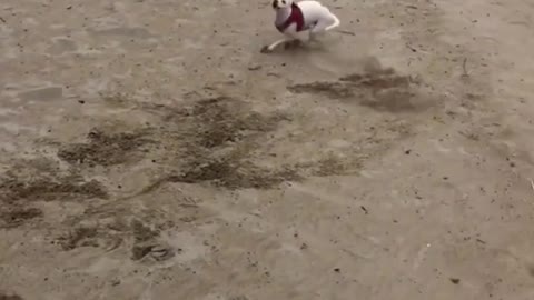 Check excitement of dog when it's free and see enjoying it