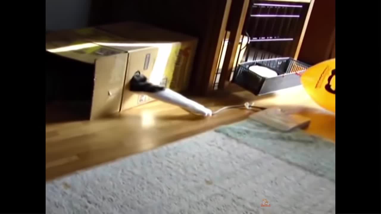 Cat Reaction to Playing Balloon