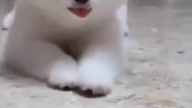 cute dog watch till the end so funny and lovely puppies