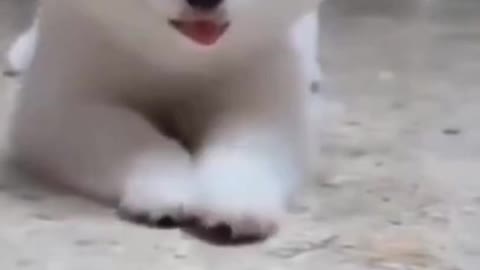 cute dog watch till the end so funny and lovely puppies