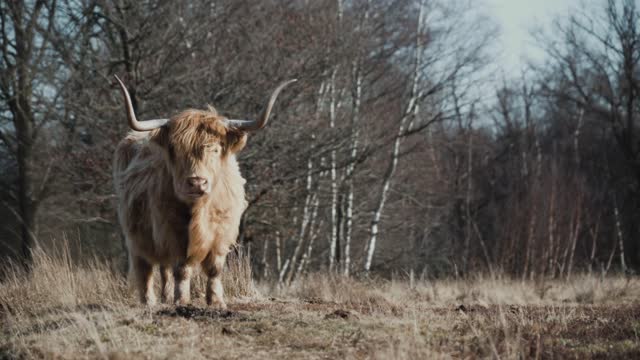 HIGHLAND COWS