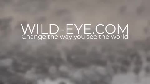 Wildlife and Funs