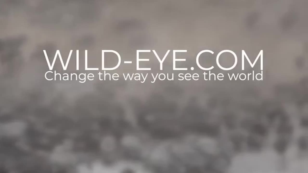 Wildlife and Funs
