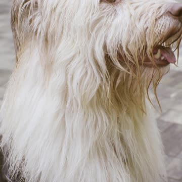 Training of a dog to shake hand