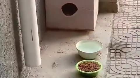 Aww Cute Cats Videos #catmeow Funny Animals Compilation #shorts