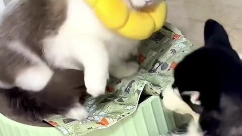 Funny cute cats 🥰 compilation part 3