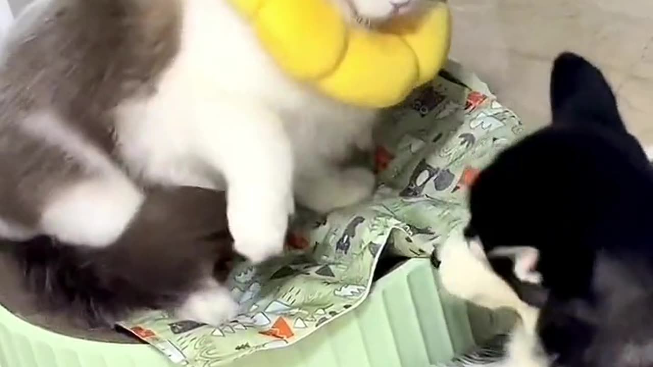 Funny cute cats 🥰 compilation part 3