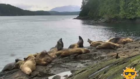 Funny Sea Lion Resting Beside the River