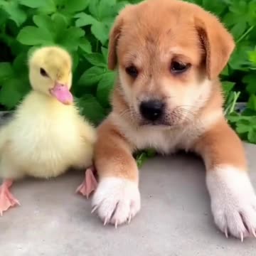 little puppy and cute duckling