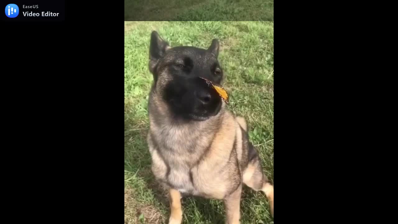 German sheperd patiently let butterfly stay on his nose.mp4