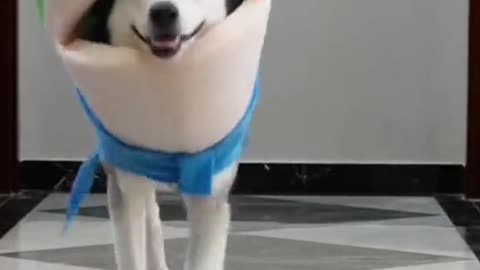 Fashion Showpet Funnyvideos Dog