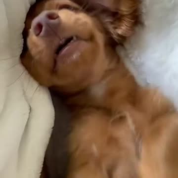 Dog Relaxing
