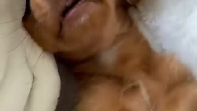 Dog Relaxing