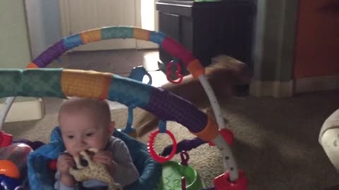 This Dog Can Fetch Diapers On Command!