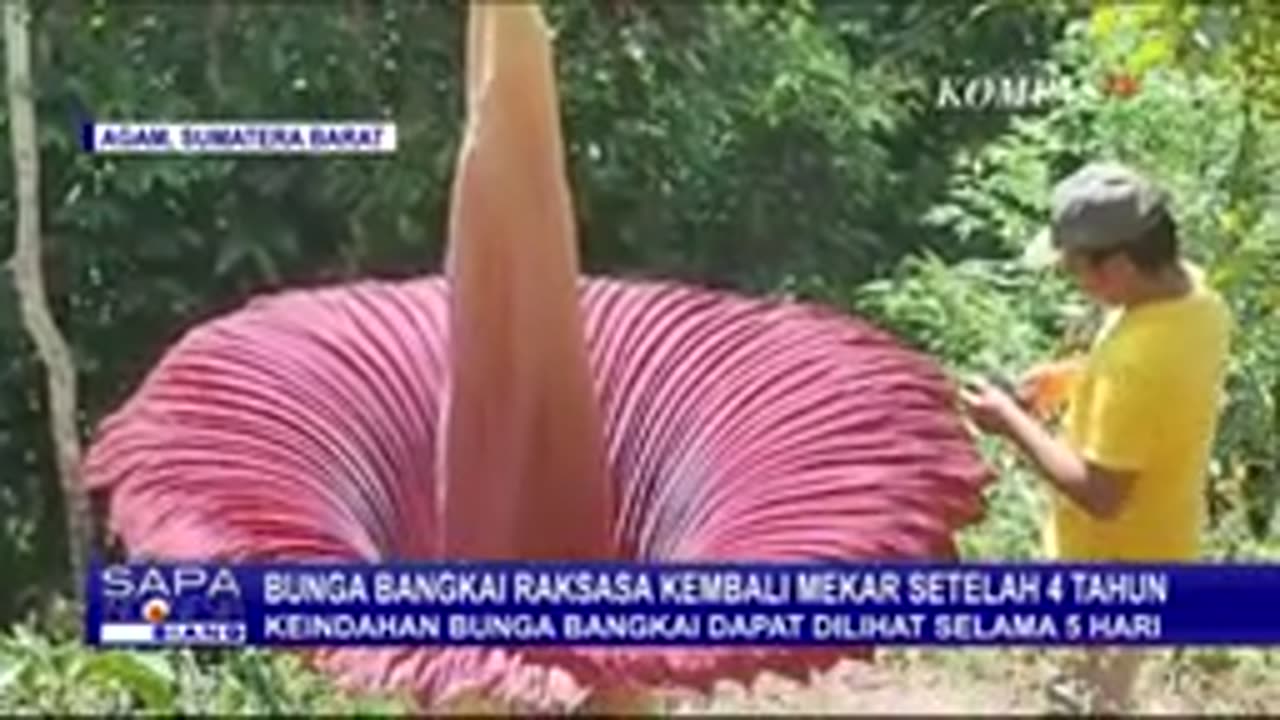 Bunga bangkai flower