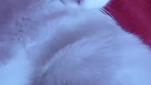 Paola’s cat