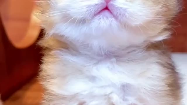 Baby Cats - Cute and Funny Cat Videos Compilation #61 || Exlamation Animals