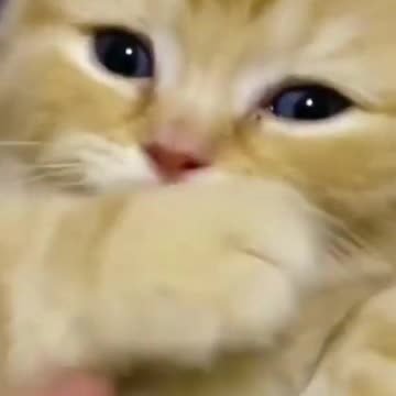 Funny kittens #animals #kittens #cats #cat