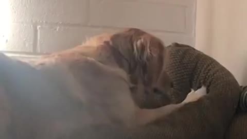 Dog tries to catch sunlight