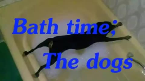 Dogs don't want to bath