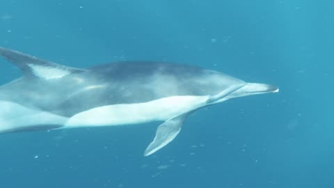 big whales in sea