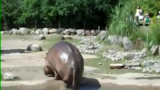 I bet you've never seen a hippo doing this 😂🤣🤣🤣🤣