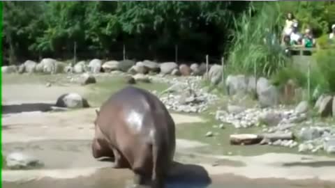 I bet you've never seen a hippo doing this 😂🤣🤣🤣🤣