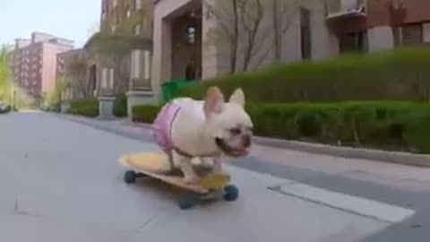 Skatedog 19