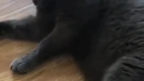 animals funny videos