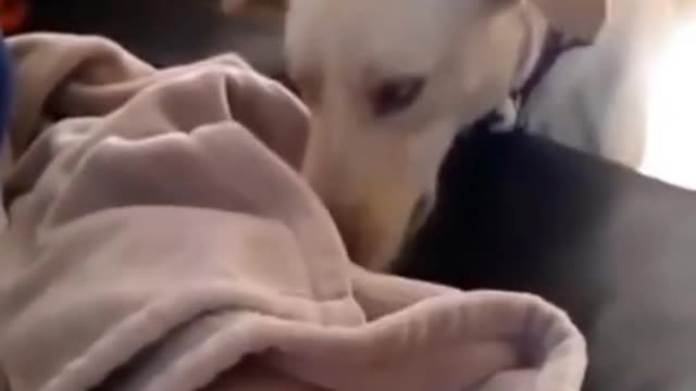 Cute Dog Taking care of small baby Don't try to awww😍😍😍😍😍#BabyPets#shorts