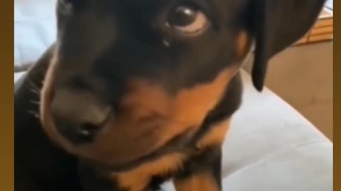 Funny animal