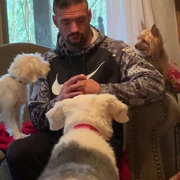 Dogs getting acquainted with baby chick.