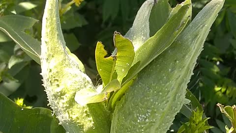 Milkweed