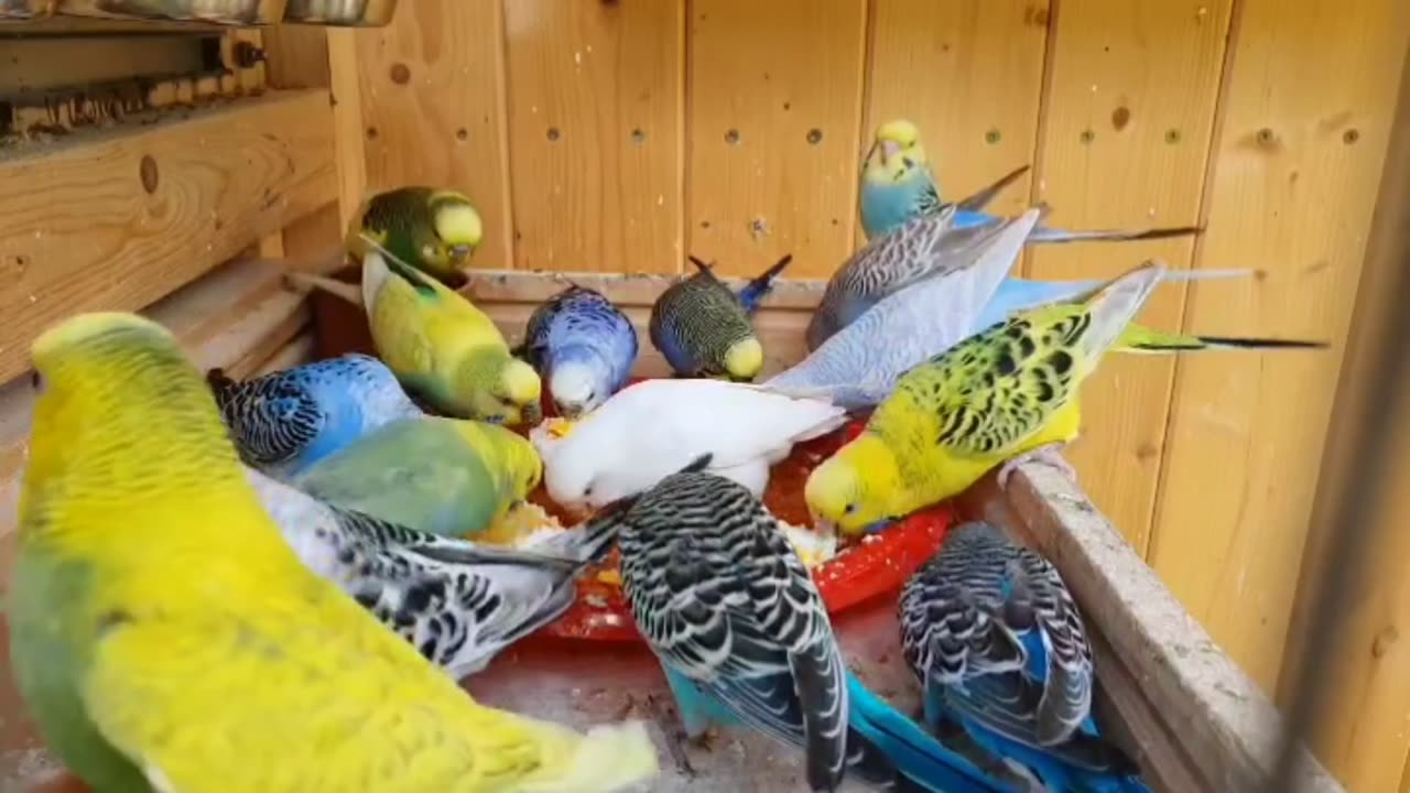 Show budgies