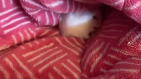 a cute hamster