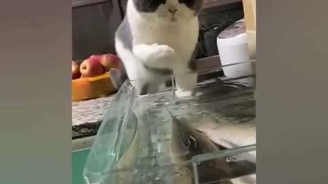 Funny cat catch fish