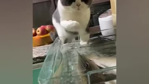 Funny cat catch fish