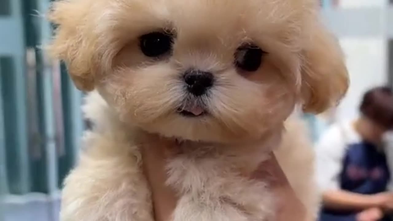 Adorable Golden Retriever Puppy Plays in the Park