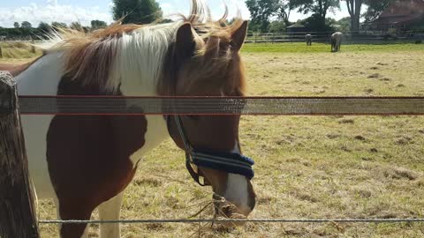 Horse Eating Grass