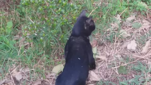 Black cat lying down while walking and pretending to be cute