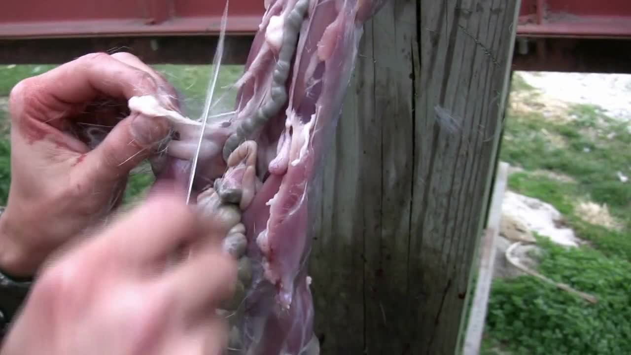 rabbit intestines falling out