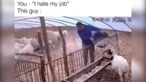 I Hate my Job, Ungrateful, Stupid Sheep