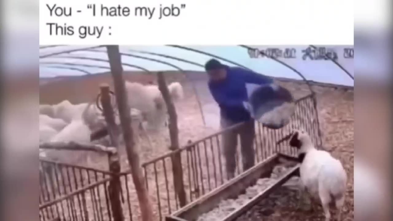 I Hate my Job, Ungrateful, Stupid Sheep