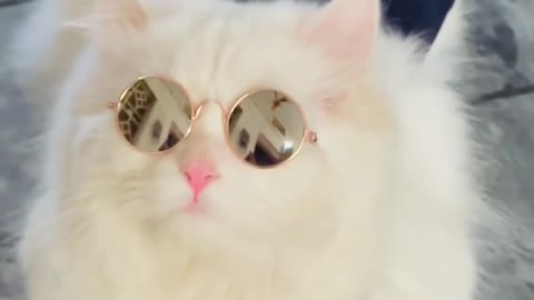 Cat video Playing Beautifull cat video-funny cat video