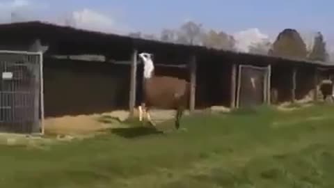 Llama Alpaca is king